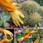 Long Gardening Gloves for Women & Men, Rose Pruning Gloves Thorn Proof, Adjustable Cuff, Breathable Leather Cowhide Garden Gloves, Garden Tools for Gardener,Yard Work, Cactus,Rose, Blackberry(Small) - Image 4